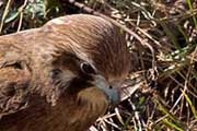 Brown Falcon (Falco berigora)